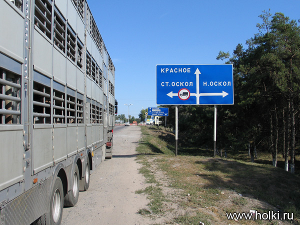 фото Чернянки - pigs-auto.jpg
